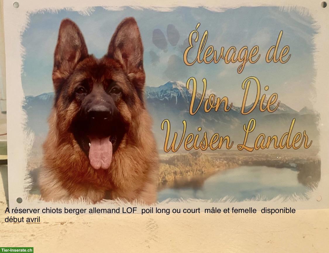 Schäferhund Welpen, Rüden mit FCI Papiere