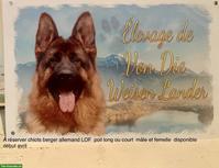 Schäferhund Welpen, Rüden mit FCI Papiere