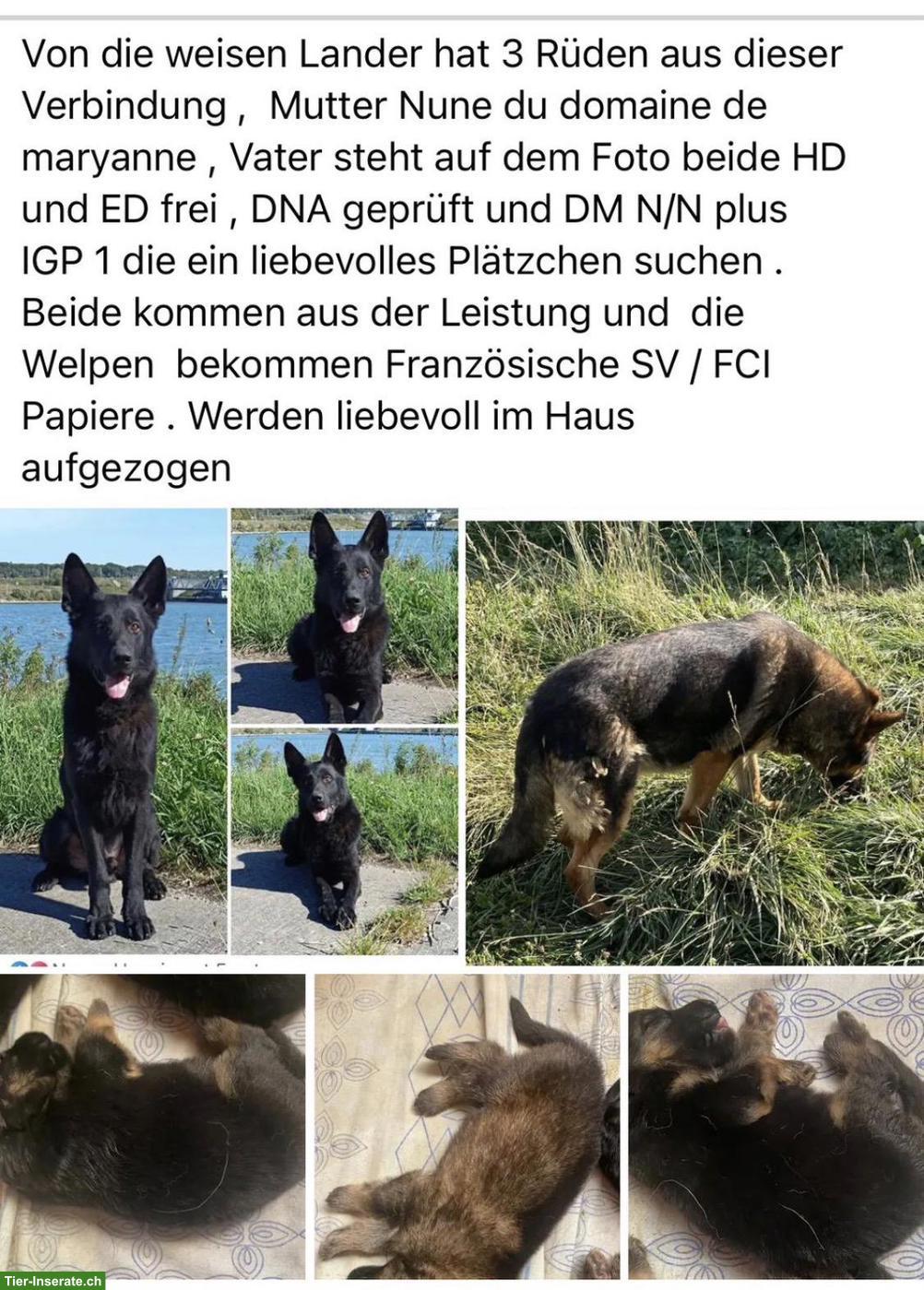 Bild 2: Schäferhund Welpen, Rüden mit FCI Papiere