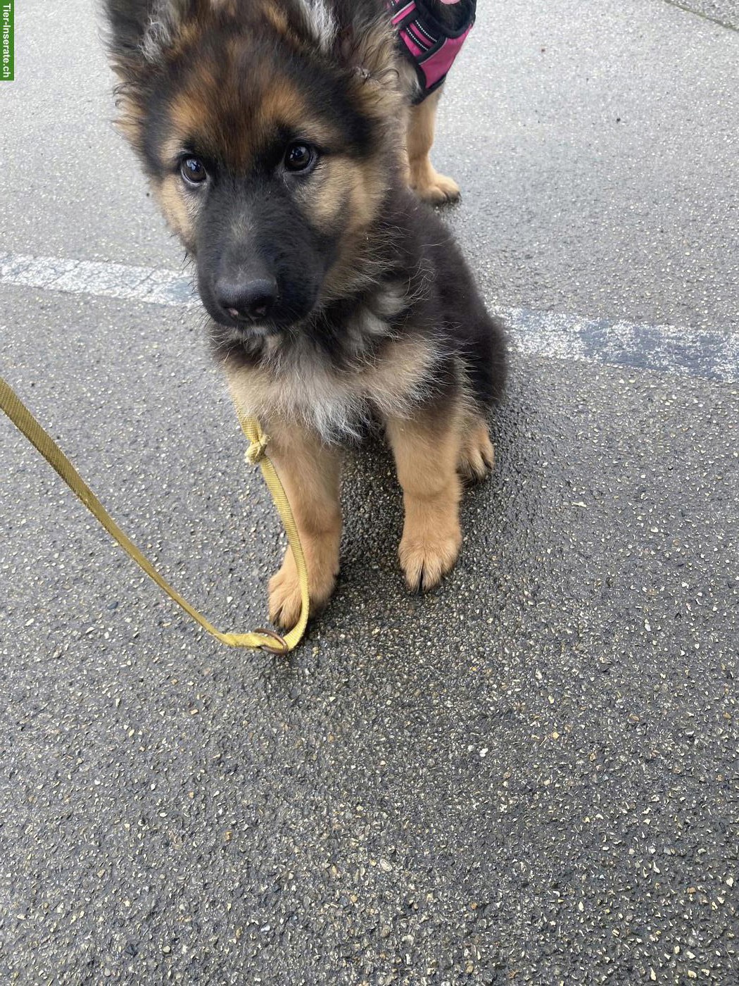 Bild 4: Schäferhund Welpen, Rüden mit FCI Papiere