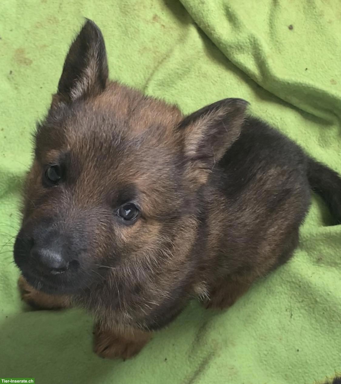 Bild 5: Schäferhund Welpen, Rüden mit FCI Papiere