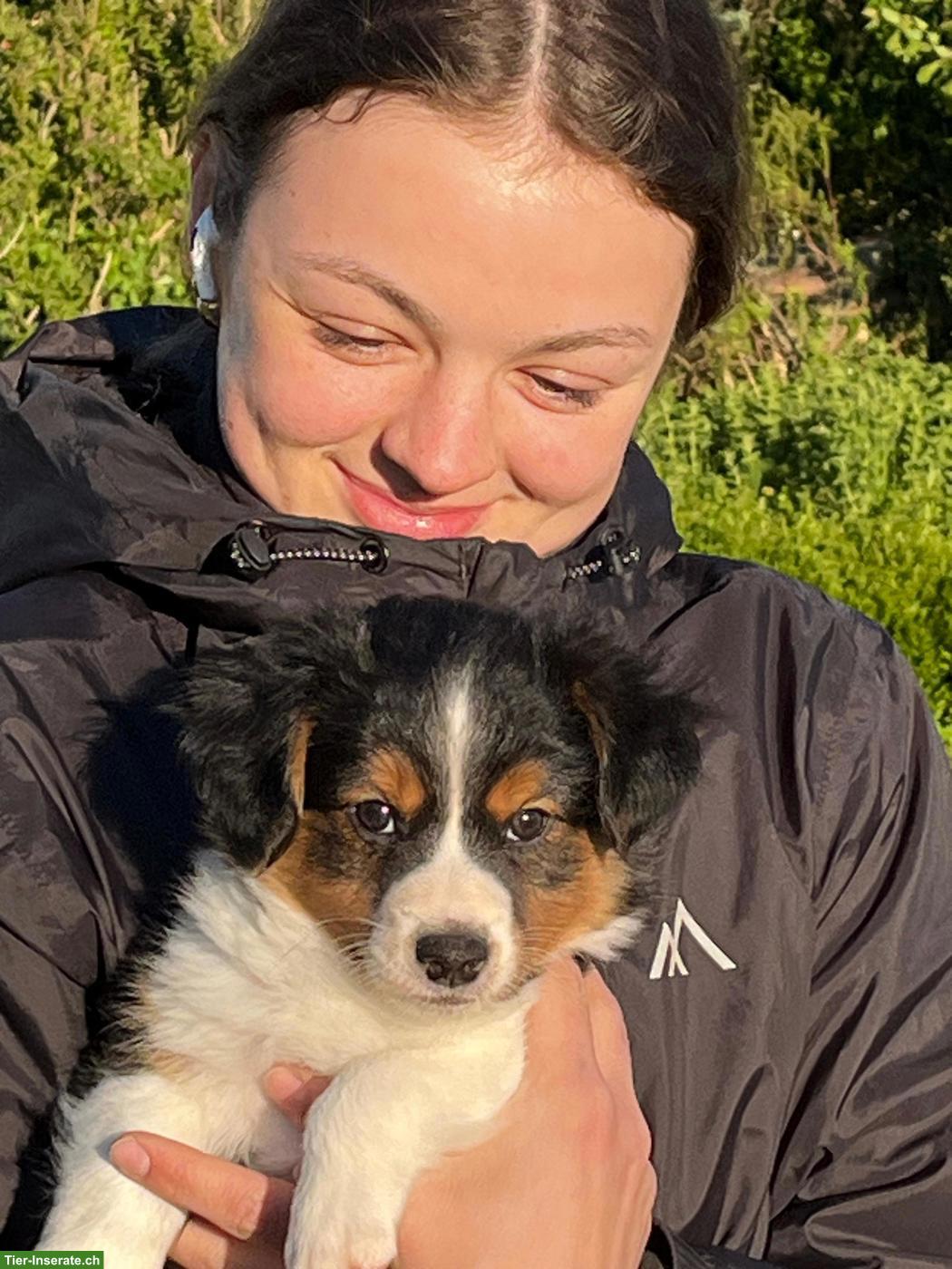 Bild 2: Wunderschöner Jack Russell Terrier x Sheltie Welpe, Rüde