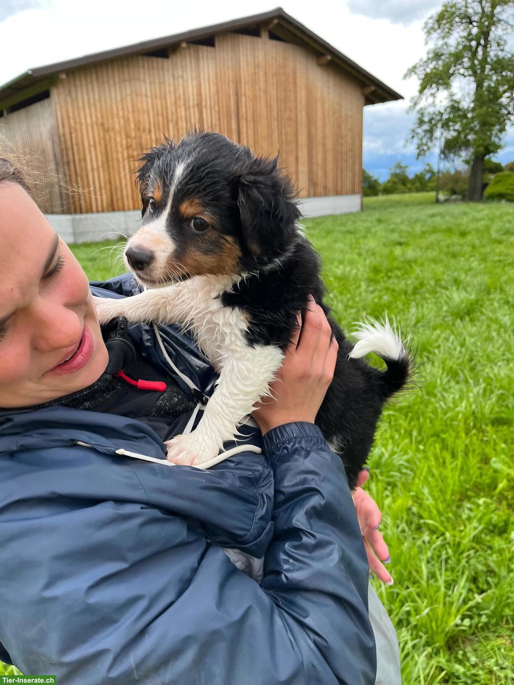 Bild 3: Wunderschöner Jack Russell Terrier x Sheltie Welpe, Rüde