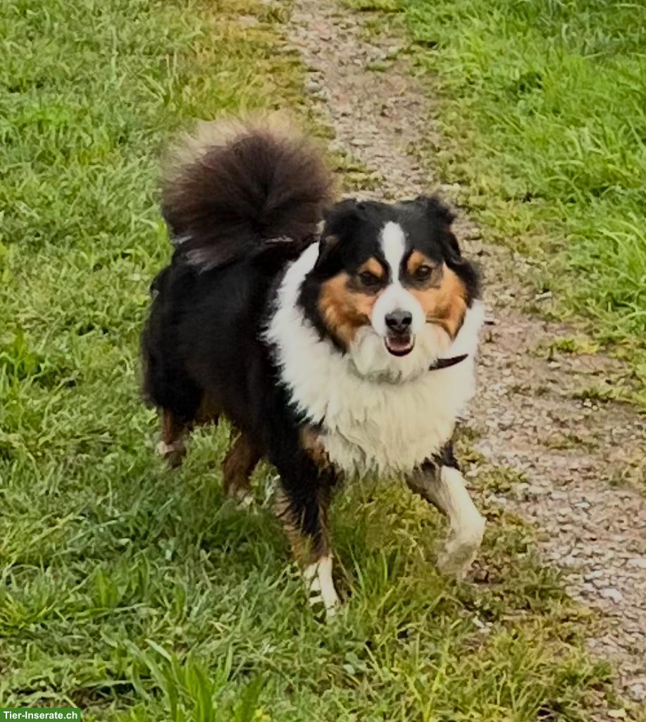 Bild 6: Wunderschöner Jack Russell Terrier x Sheltie Welpe, Rüde