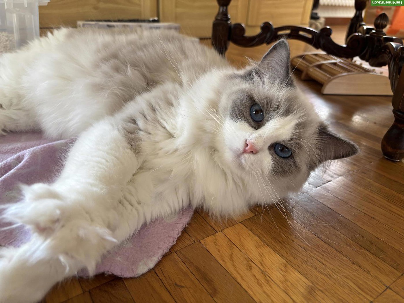 Ragdoll Katze Blue Bicolor mit Stammbaum & Zuchtbewilligung