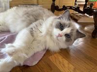 Ragdoll Katze Blue Bicolor mit Stammbaum & Zuchtbewilligung