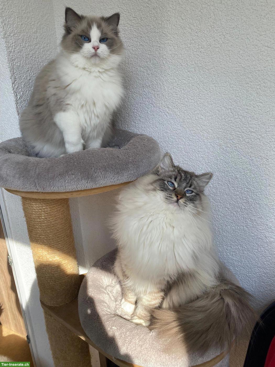 Bild 2: Ragdoll Katze Blue Bicolor mit Stammbaum & Zuchtbewilligung
