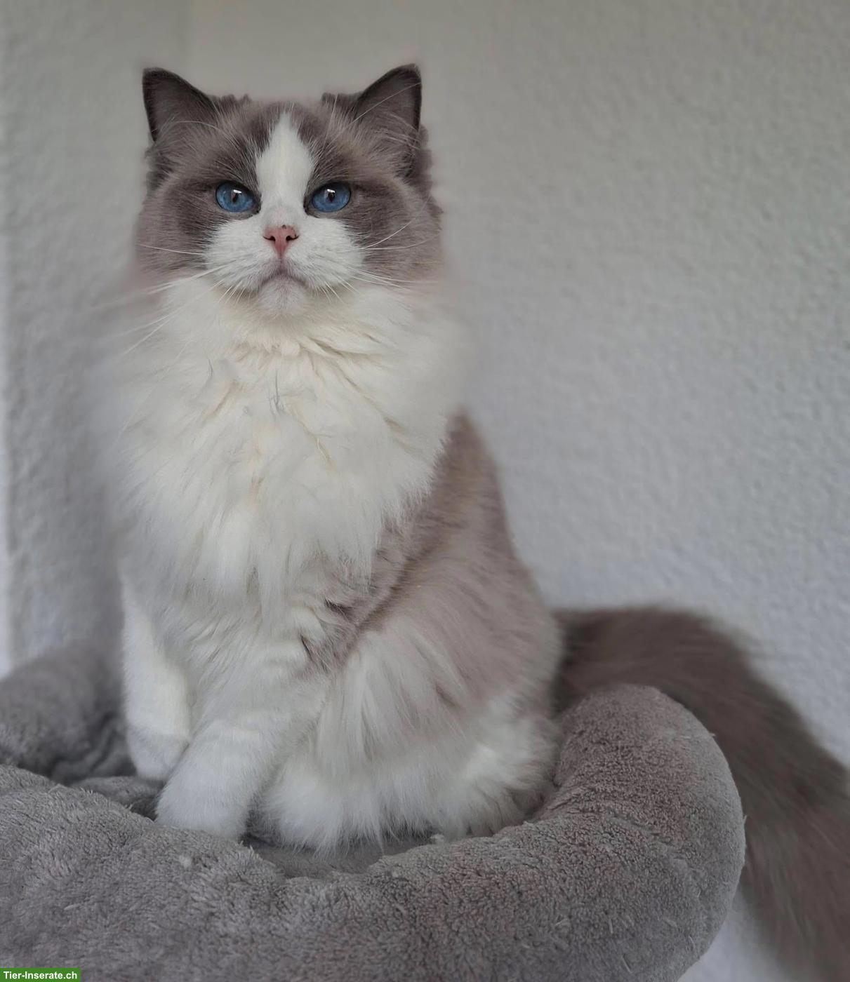 Bild 3: Ragdoll Katze Blue Bicolor mit Stammbaum & Zuchtbewilligung