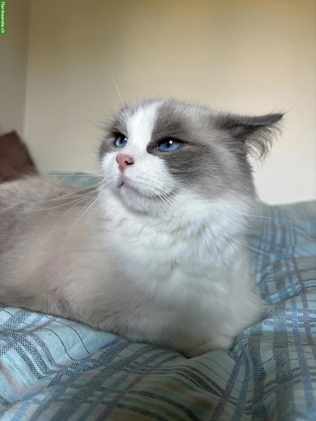 Bild 4: Ragdoll Katze Blue Bicolor mit Stammbaum & Zuchtbewilligung