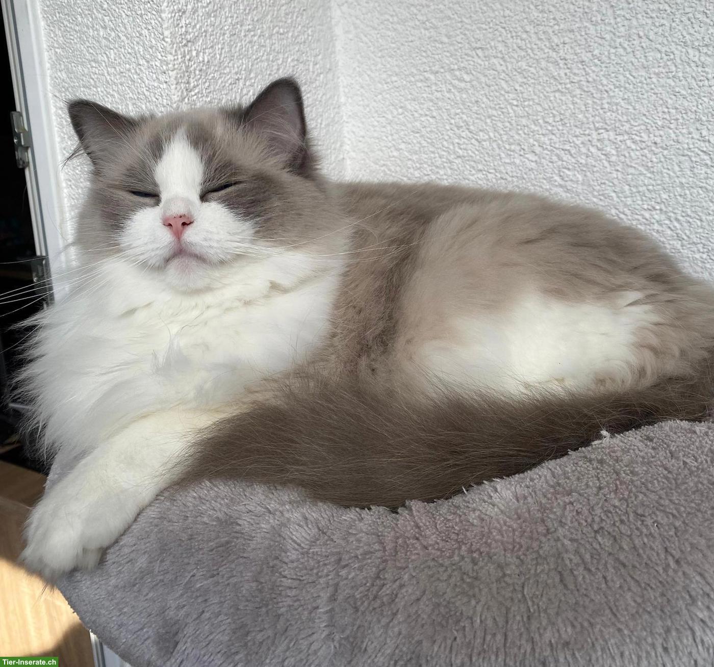 Bild 5: Ragdoll Katze Blue Bicolor mit Stammbaum & Zuchtbewilligung