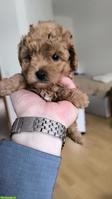 Toy Pudel Welpen, Weibchen sucht ein Zuhause