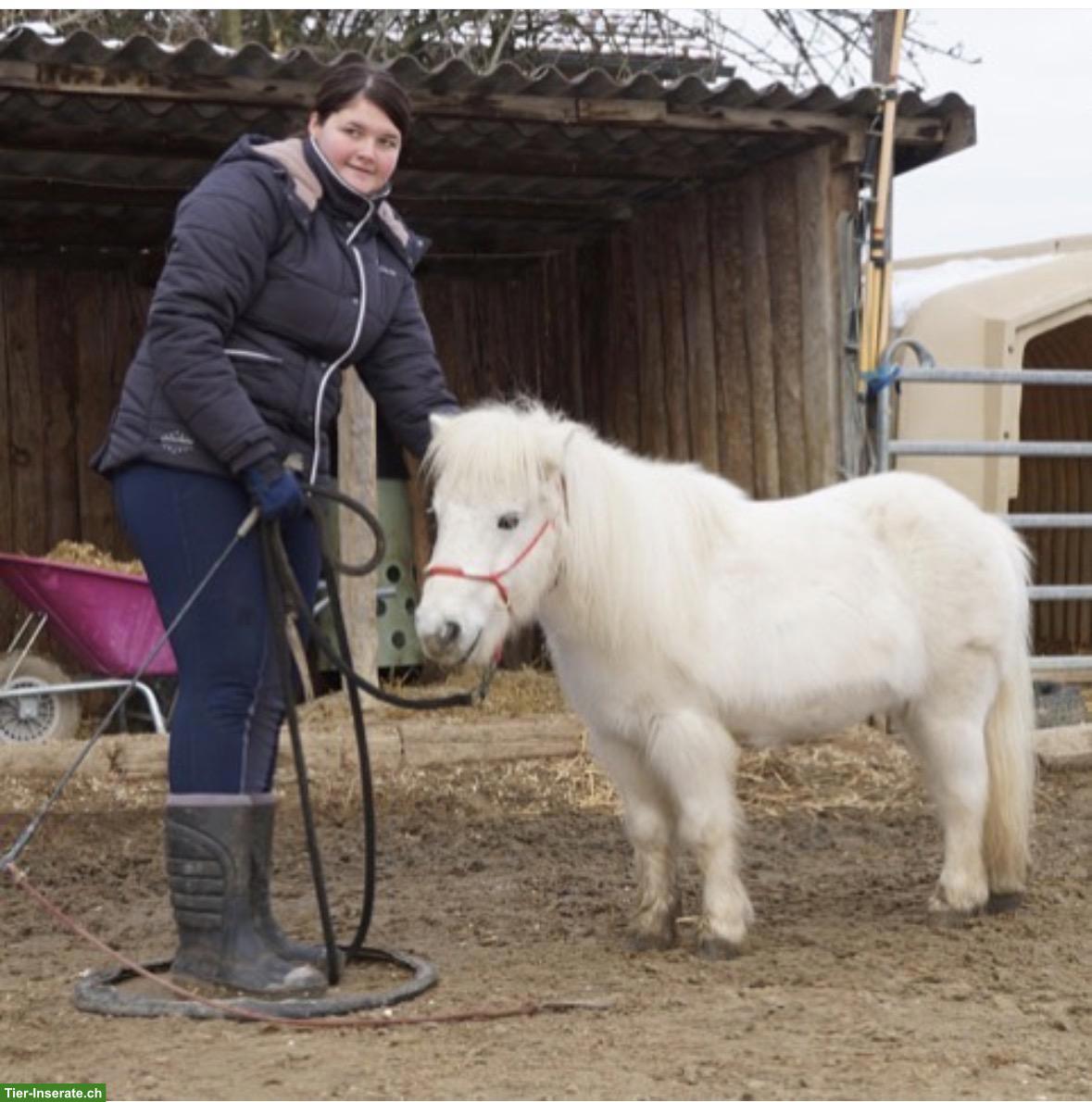 Suche Reitbeteiligung nähe Volketswil ZH