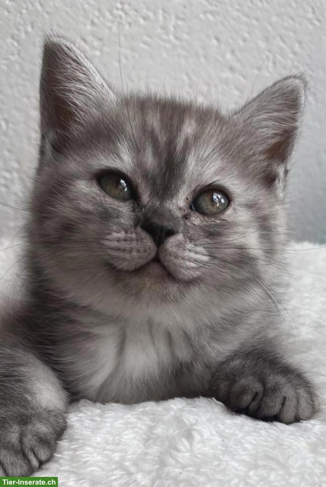 Britisch Kurzhaar Babykatzen