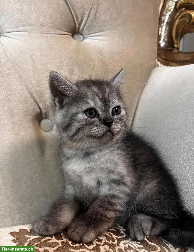 Bild 2: Britisch Kurzhaar Babykatzen