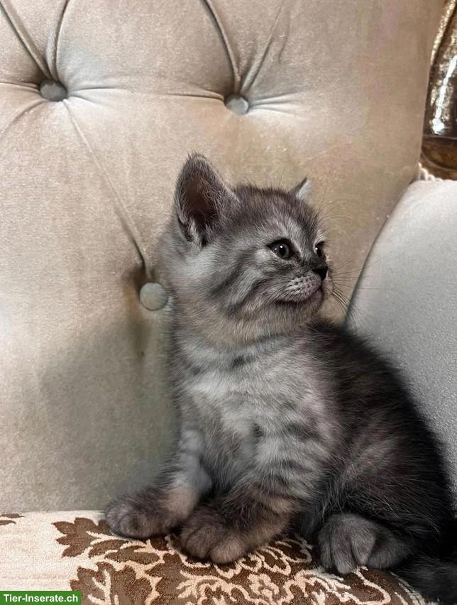 Bild 3: Britisch Kurzhaar Babykatzen