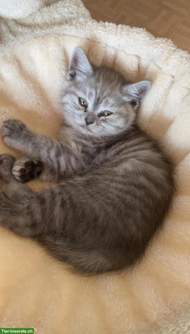 Bild 4: Britisch Kurzhaar Babykatzen