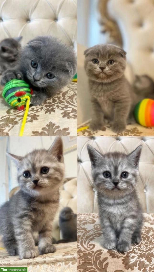 Bild 5: Britisch Kurzhaar Babykatzen