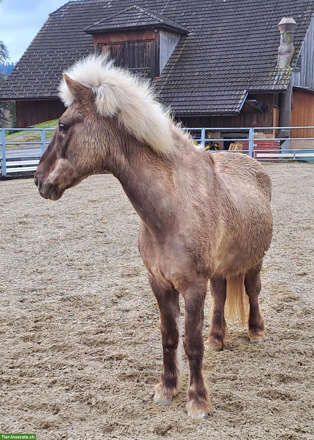 Isländer Wallach zu verkaufen, für Kinder geeignet