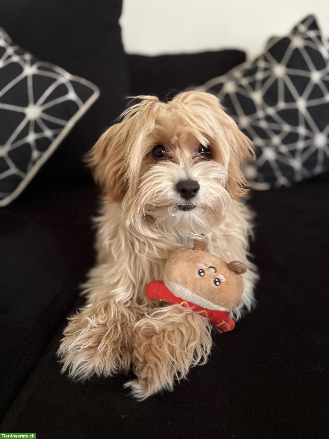 Maltipoo Mischlingswelpe, Rüde