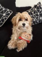 Maltipoo Mischlingswelpe, Rüde