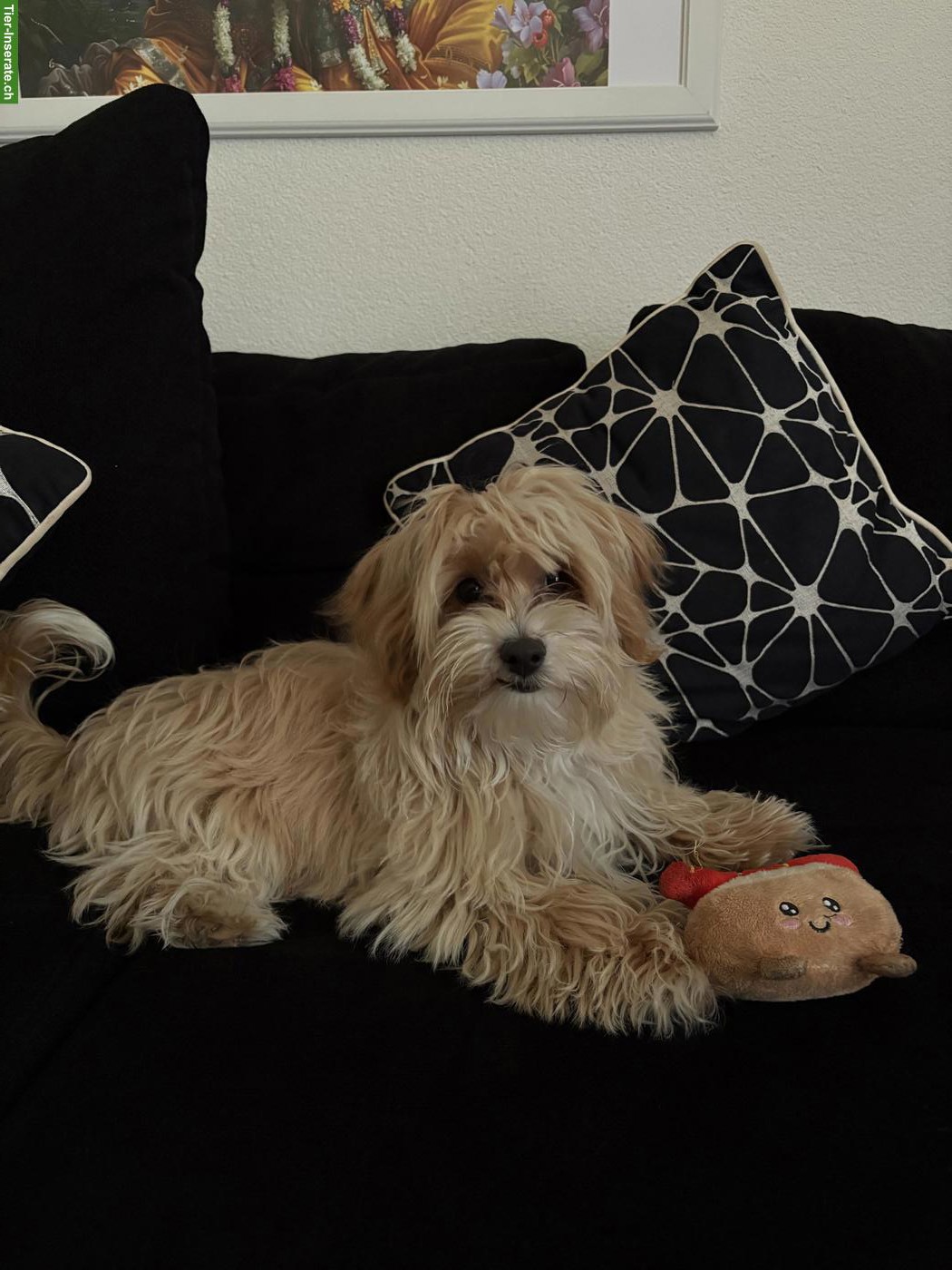 Bild 2: Maltipoo Mischlingswelpe, Rüde