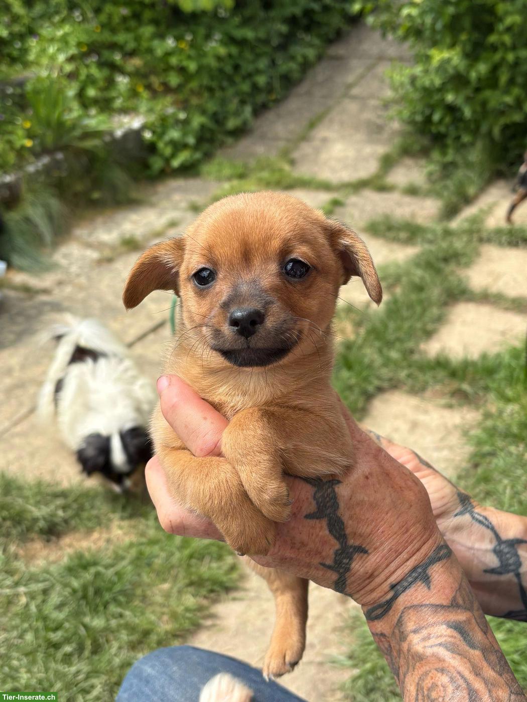 Rehpinscher x Papillon Mischlingswelpen suchen Zuhause