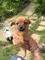 Rehpinscher x Papillon Mischlingswelpen suchen Zuhause