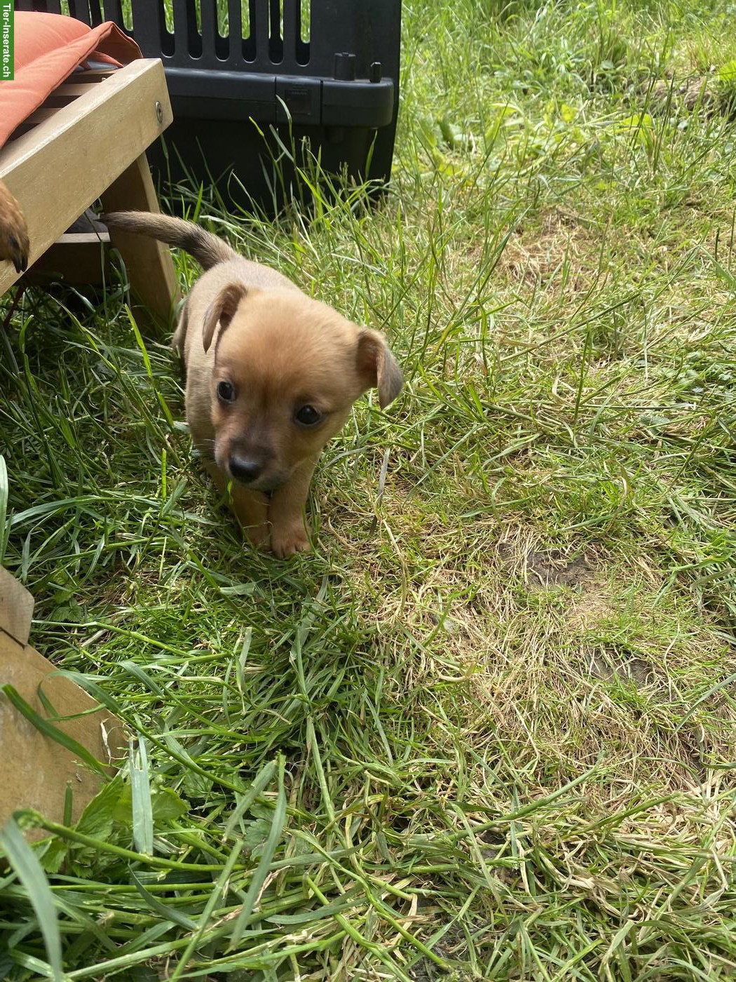 Bild 2: Rehpinscher x Papillon Mischlingswelpen suchen Zuhause