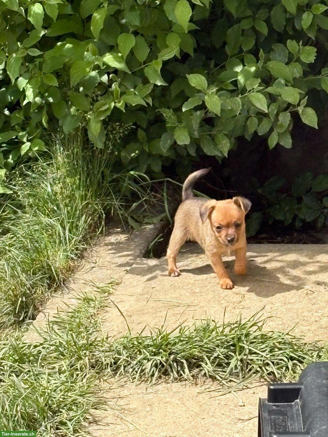 Bild 3: Rehpinscher x Papillon Mischlingswelpen suchen Zuhause