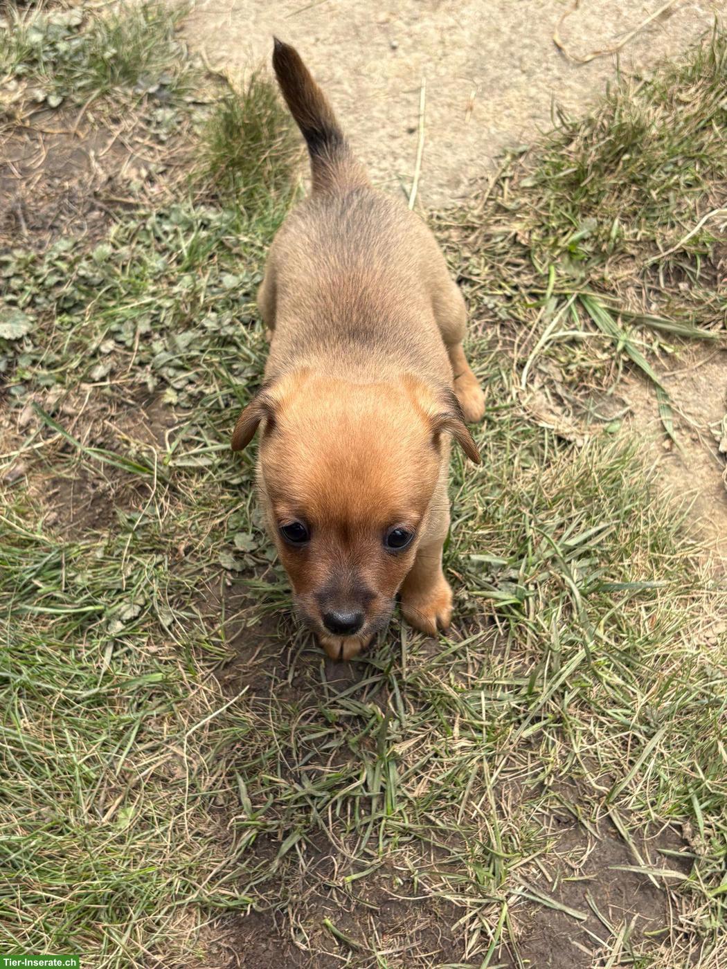 Bild 4: Rehpinscher x Papillon Mischlingswelpen suchen Zuhause