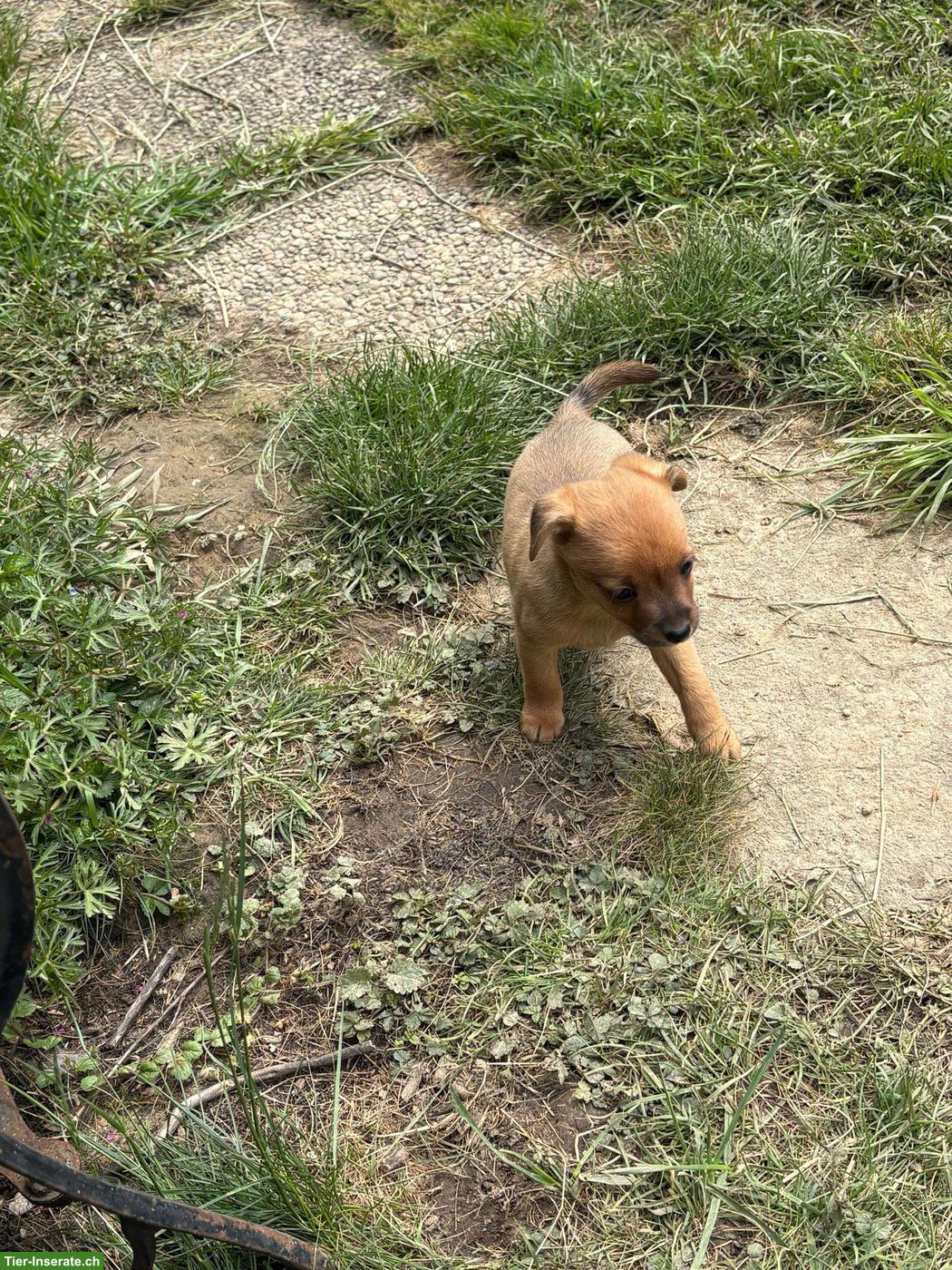 Bild 5: Rehpinscher x Papillon Mischlingswelpen suchen Zuhause
