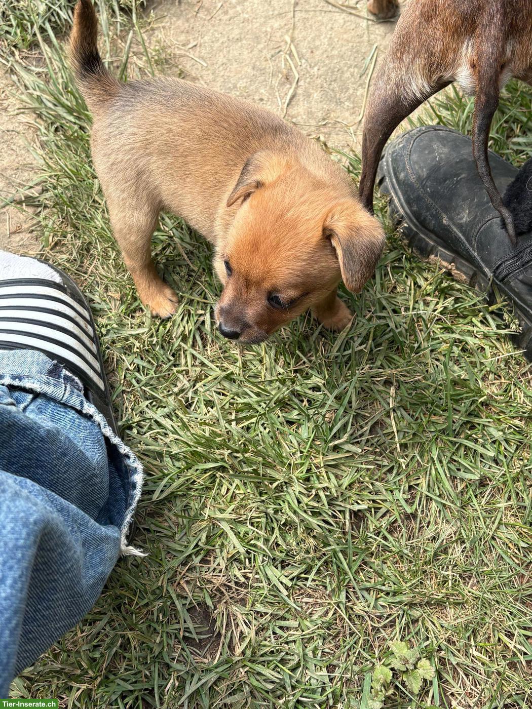 Bild 6: Rehpinscher x Papillon Mischlingswelpen suchen Zuhause