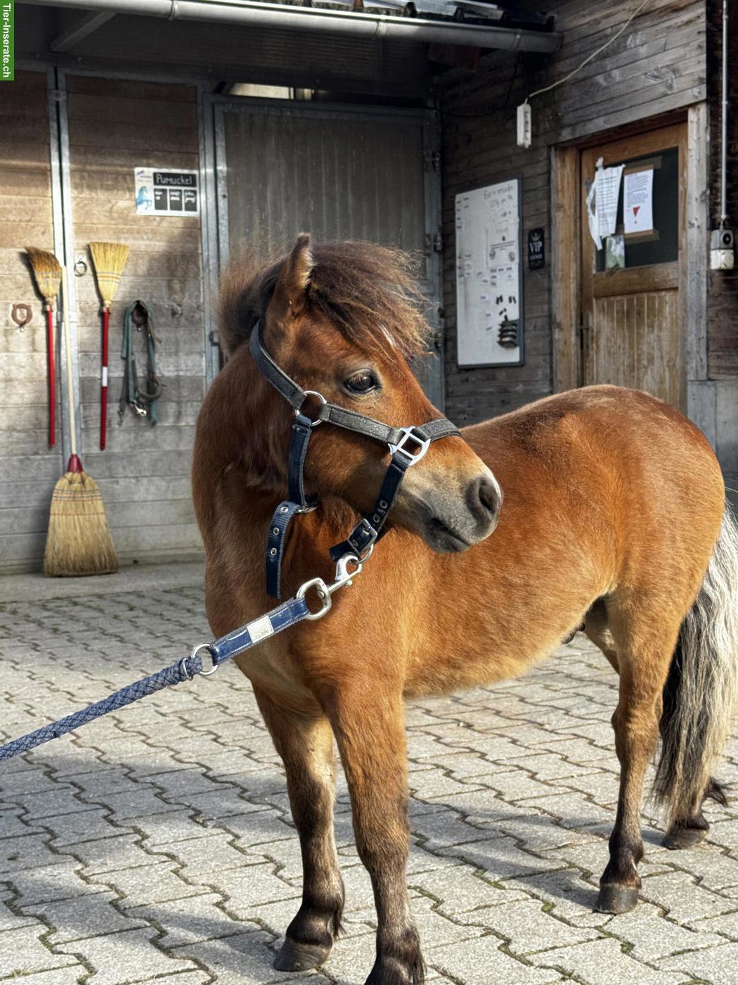 Hübsches, zutrauliches Mini Shetty, Hengst