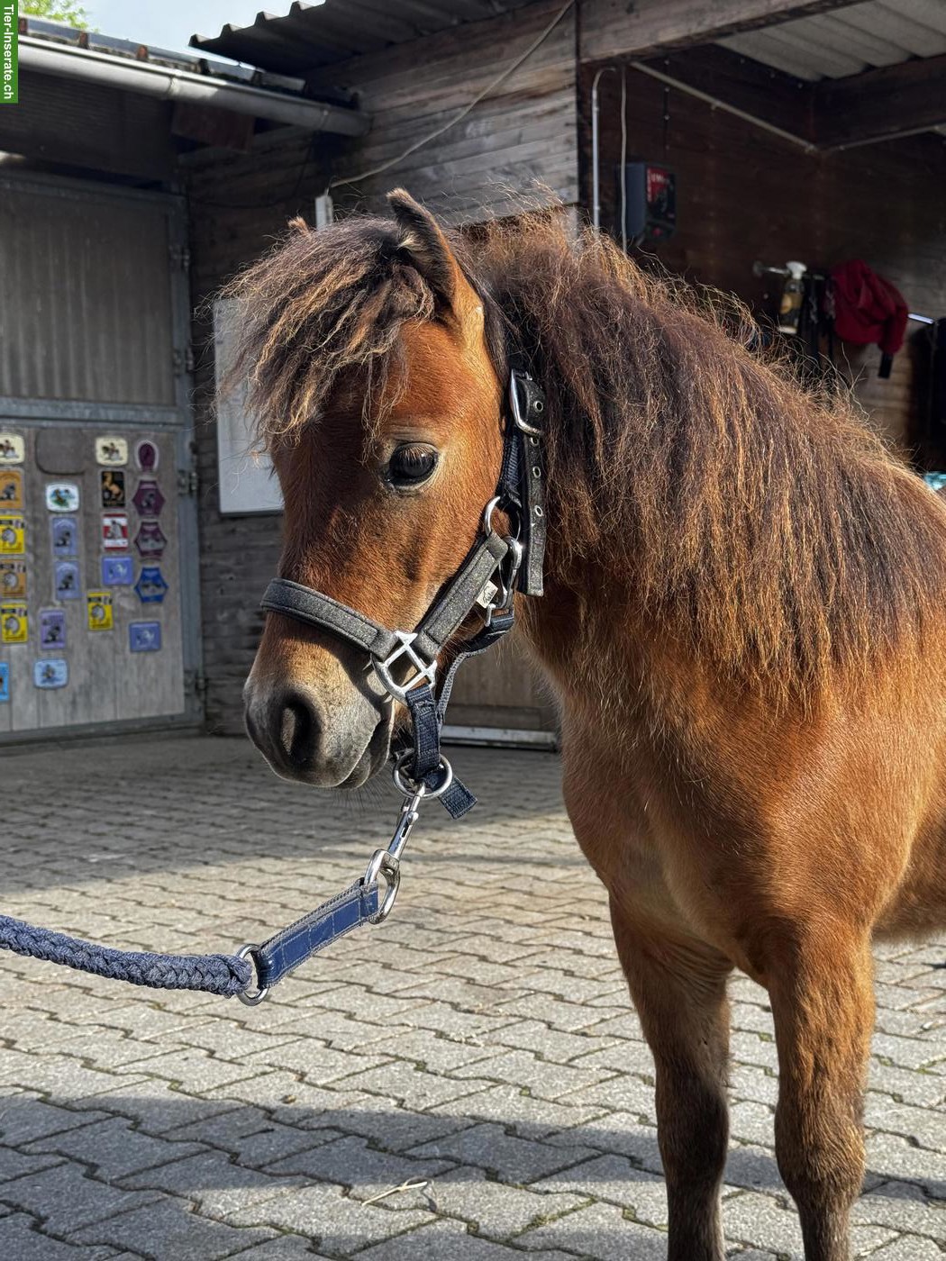 Bild 2: Hübsches, zutrauliches Mini Shetty, Hengst