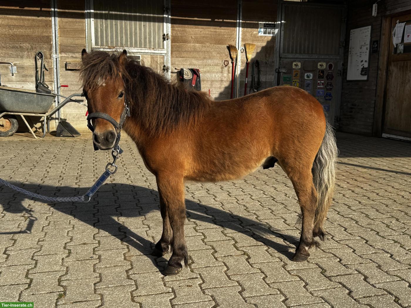 Bild 3: Hübsches, zutrauliches Mini Shetty, Hengst
