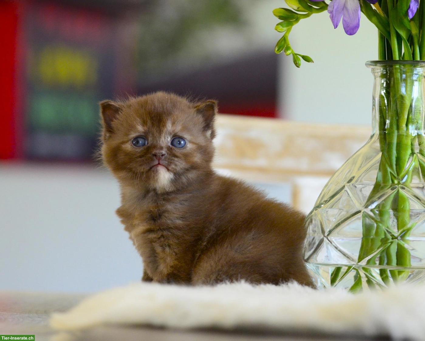 BKH Kitten mit excellenten Stammbaum
