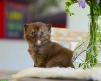 BKH Kitten mit excellenten Stammbaum