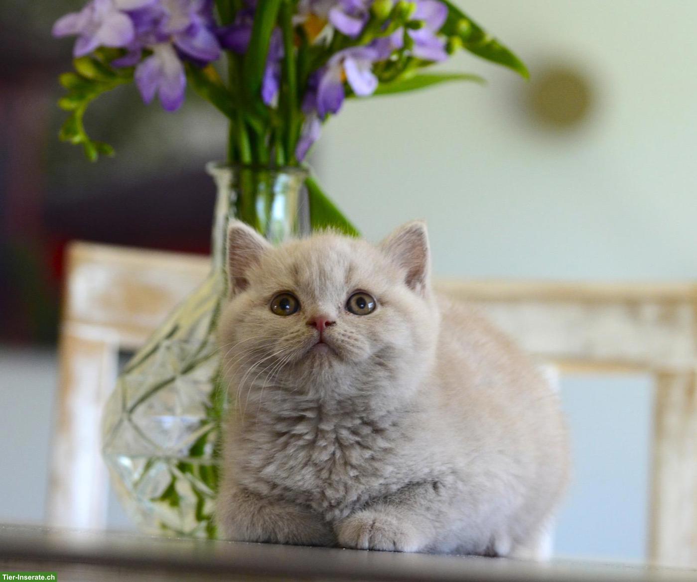 Bild 10: BKH Kitten mit excellenten Stammbaum