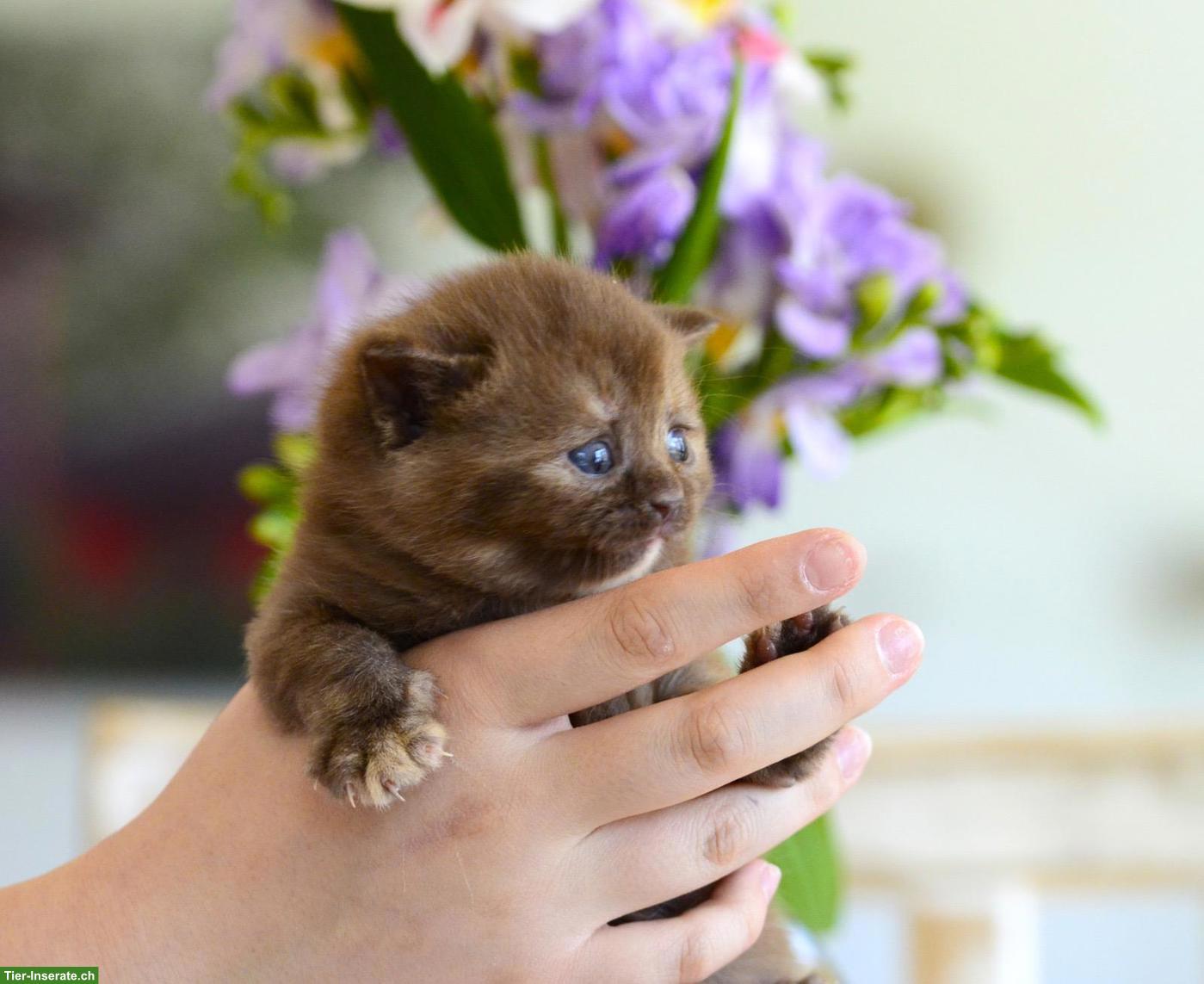 Bild 2: BKH Kitten mit excellenten Stammbaum