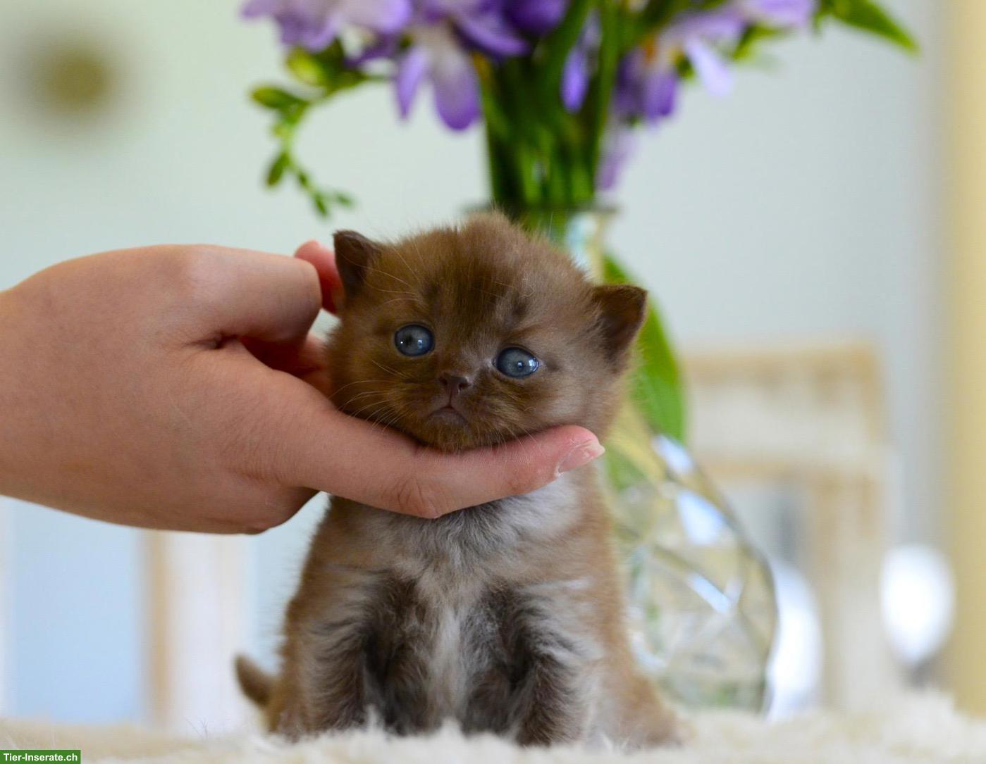 Bild 3: BKH Kitten mit excellenten Stammbaum