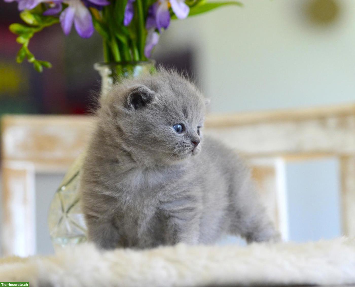 Bild 4: BKH Kitten mit excellenten Stammbaum