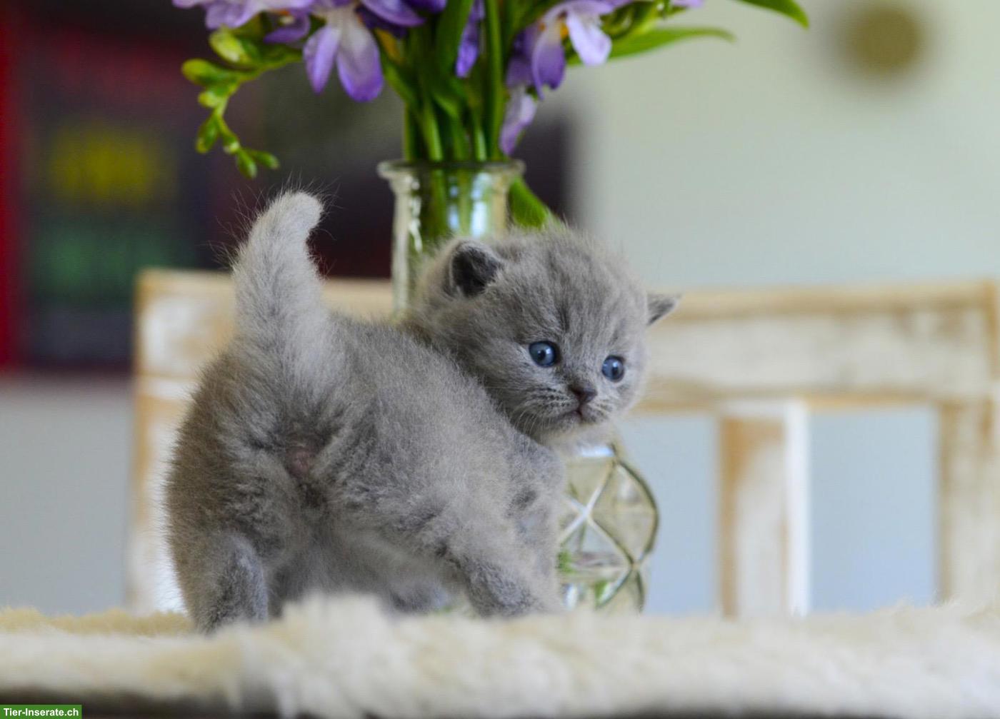 Bild 5: BKH Kitten mit excellenten Stammbaum