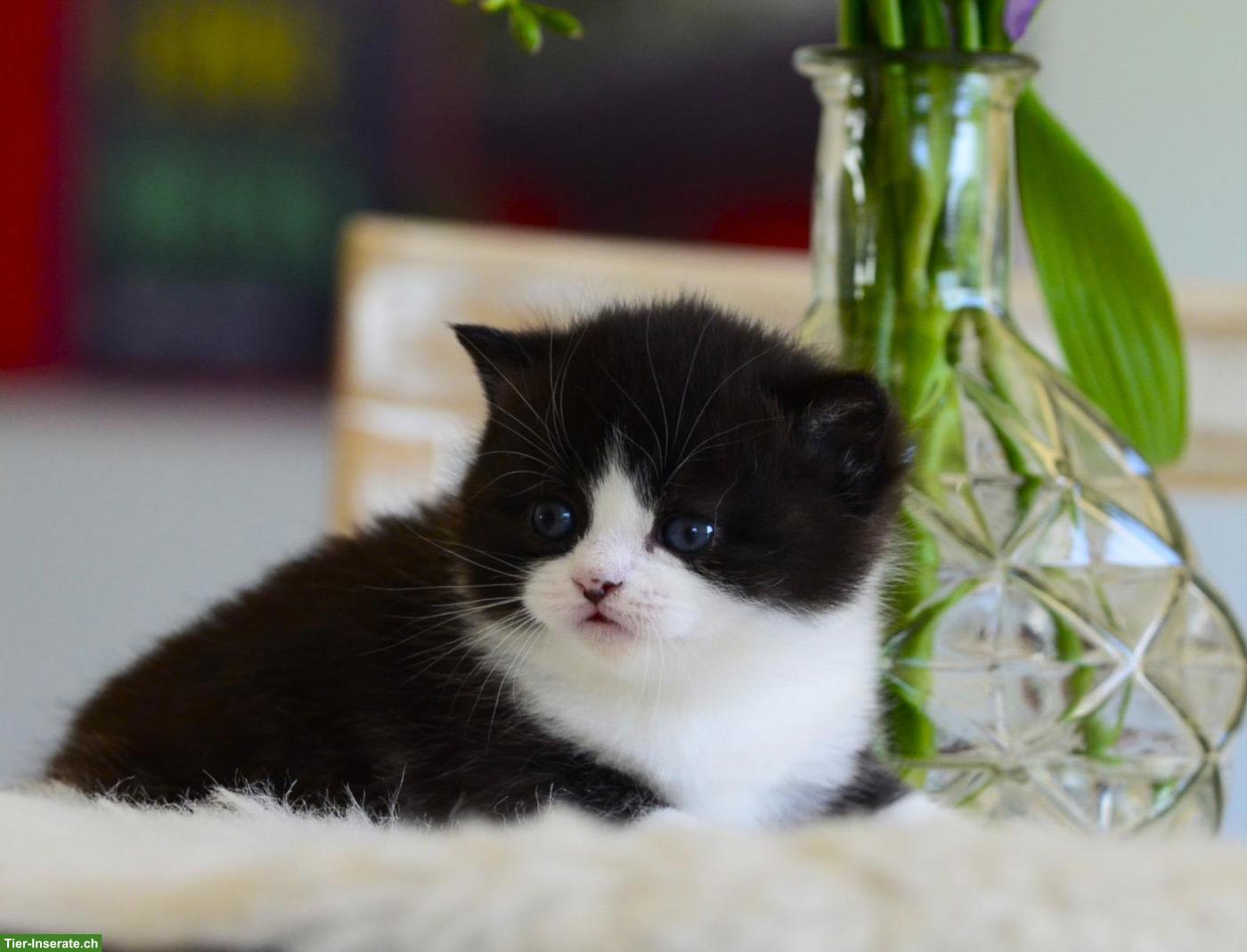 Bild 6: BKH Kitten mit excellenten Stammbaum