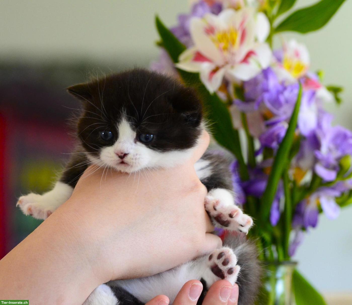 Bild 7: BKH Kitten mit excellenten Stammbaum