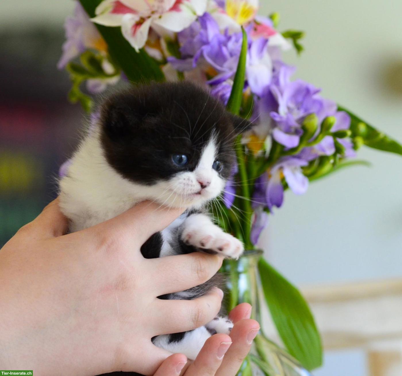 Bild 8: BKH Kitten mit excellenten Stammbaum