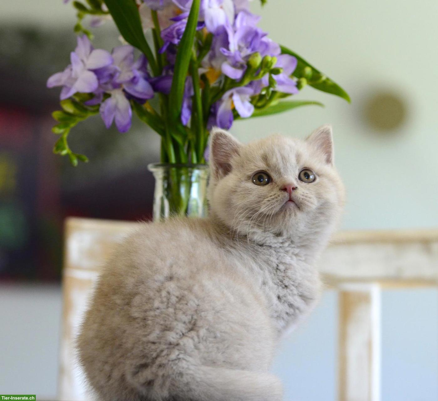Bild 9: BKH Kitten mit excellenten Stammbaum