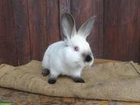 Kalifornier Kaninchen abzugeben