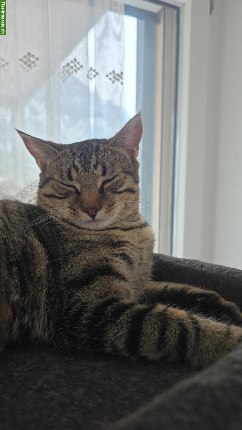 Bild 2: Zwei BKH Katzen, 8-Monate alt zu verkaufen