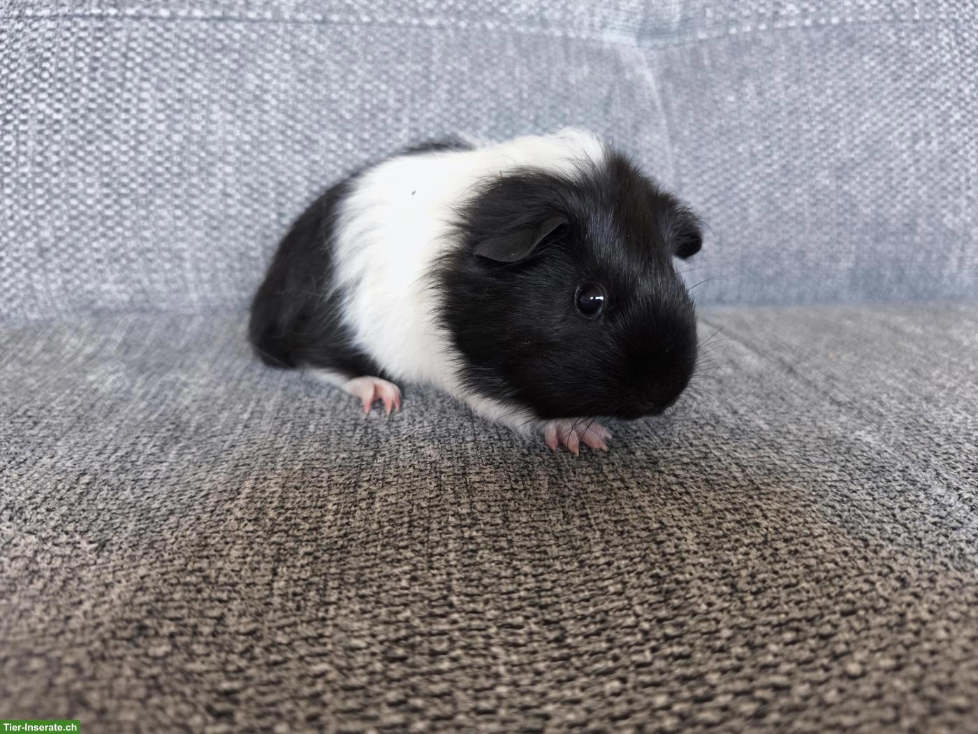 3 Meerschweinchen Weibchen, Geschwister