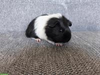 3 Meerschweinchen Weibchen, Geschwister